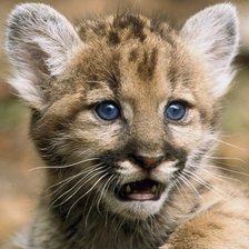 Схема вышивки «Котёнок пумы»