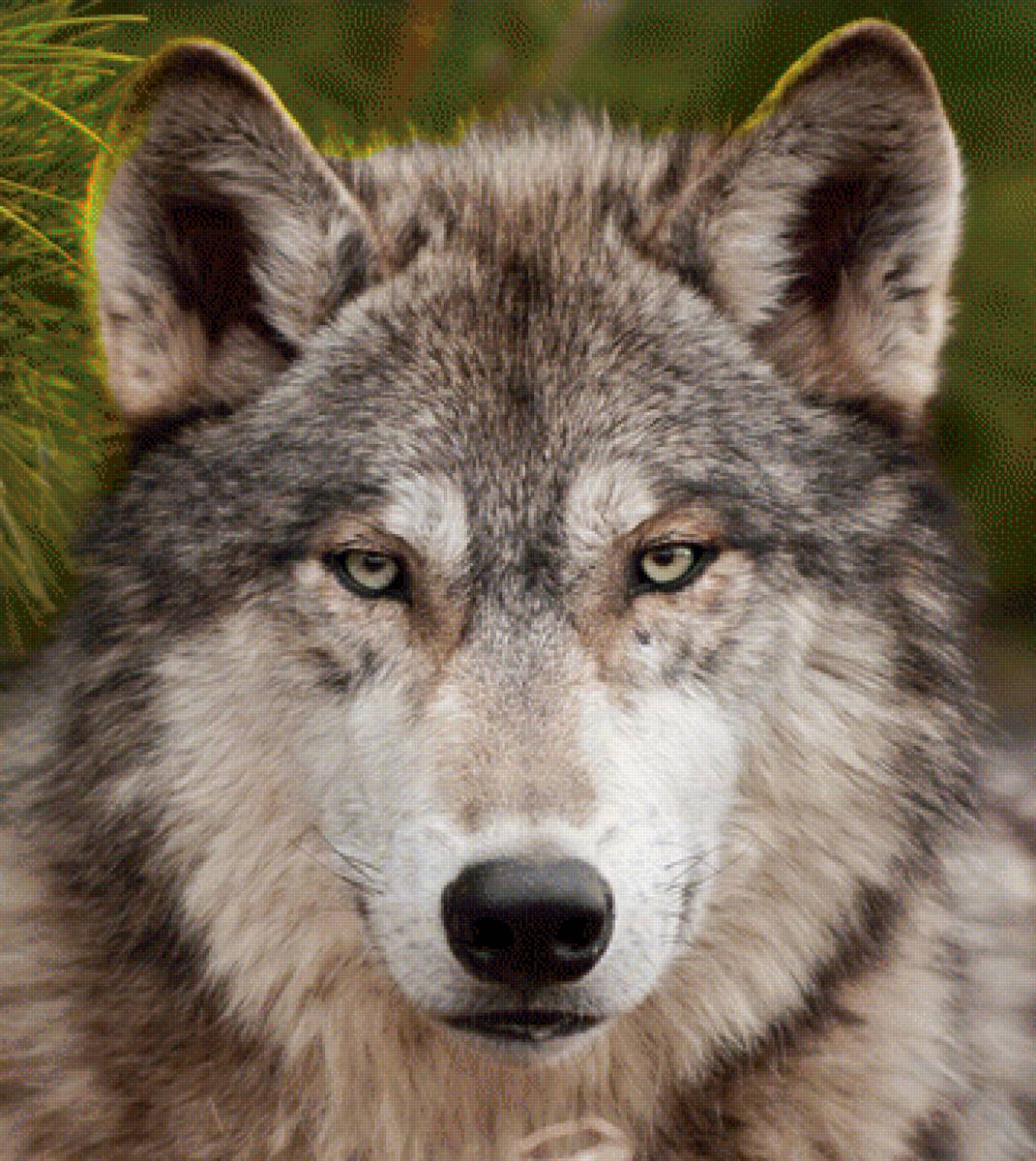 Волк - предпросмотр