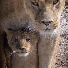 Львица и львенок