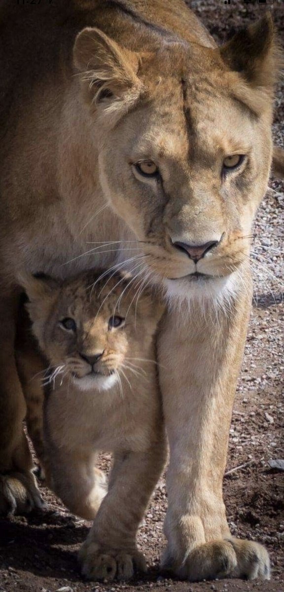 Львица и львенок пнк Кирова - оригинал