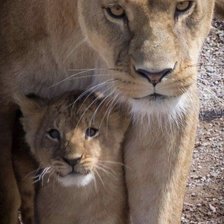 Схема вышивки «Львица и львенок пнк Кирова»