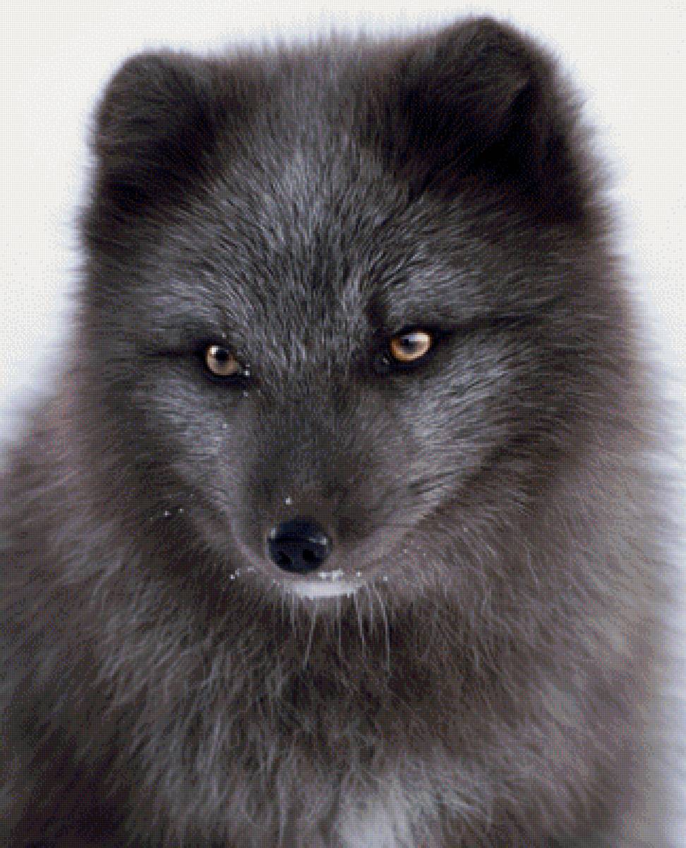 Песец - предпросмотр