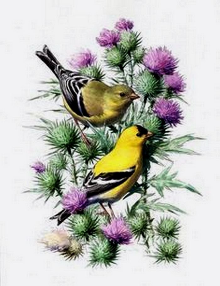 щеглы - птицы - оригинал