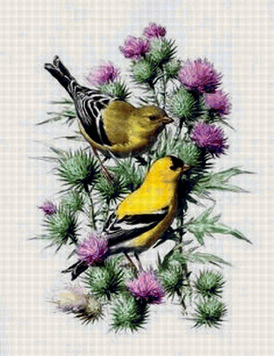 щеглы - птицы - предпросмотр