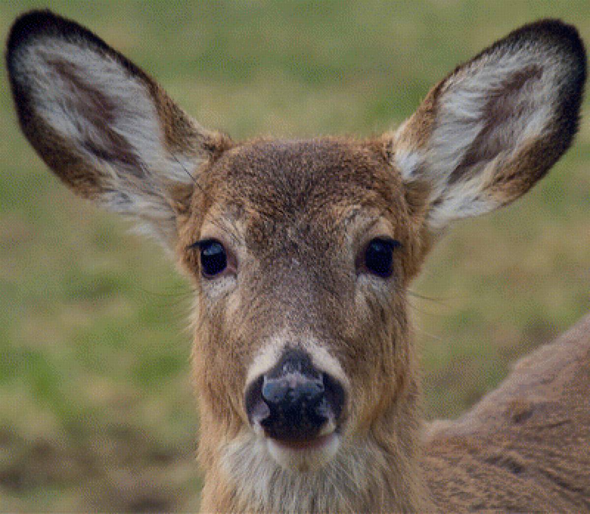 Олень - предпросмотр