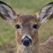 Схема вышивки «Олень»