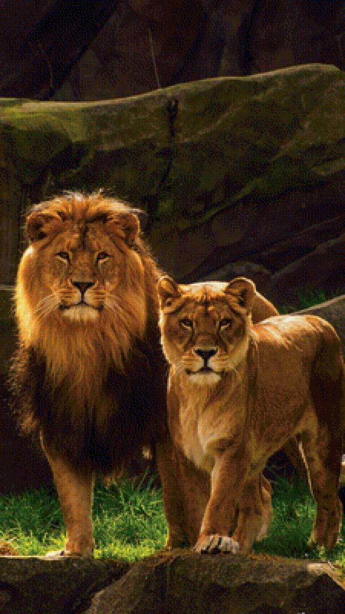 Лев и львица - предпросмотр