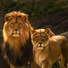 Лев и львица