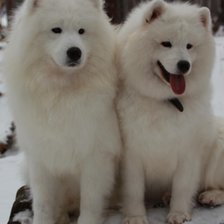 Схема вышивки «Самоедская собака»