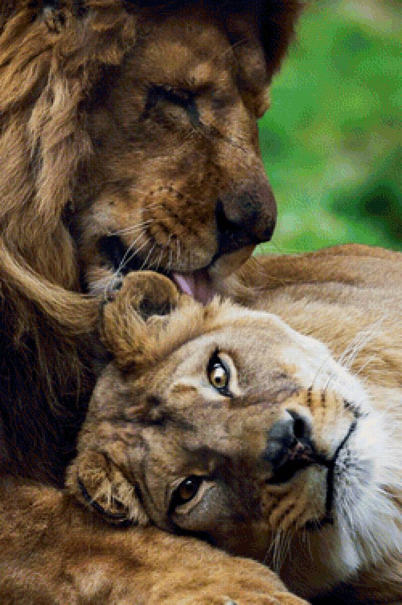 Лев и львица - предпросмотр