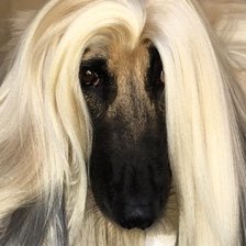 Схема вышивки «Афганская борзая»