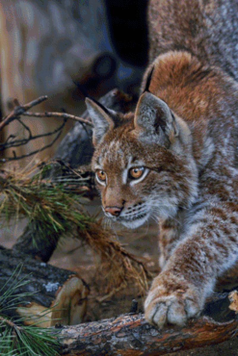 Рысь - предпросмотр