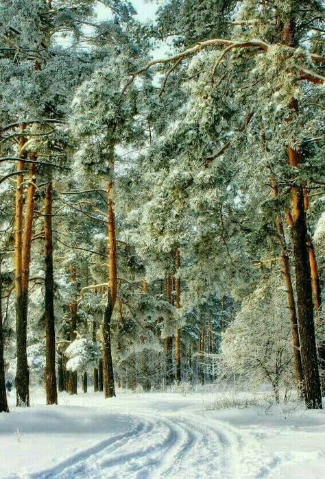 сосны - лес, зима, снег - оригинал