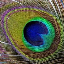 Схема вышивки «перо»