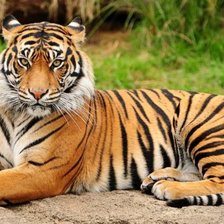 Схема вышивки «Тигр»