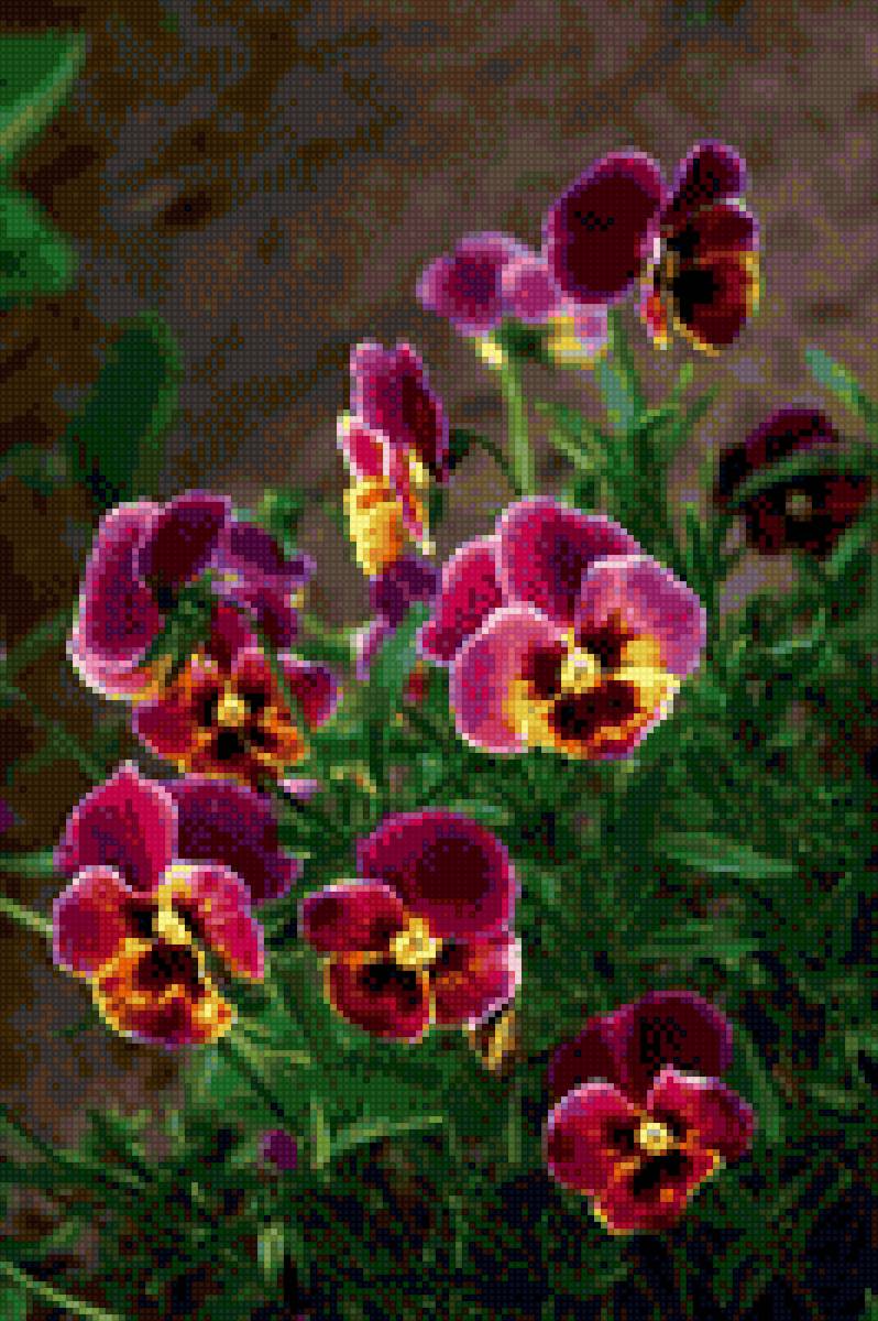 Анютины глазки. - предпросмотр