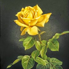 Схема вышивки «Жёлтая роза»