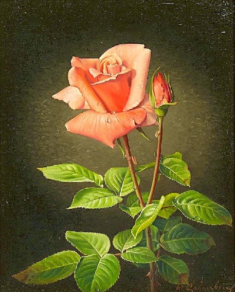 Роза - роза - оригинал