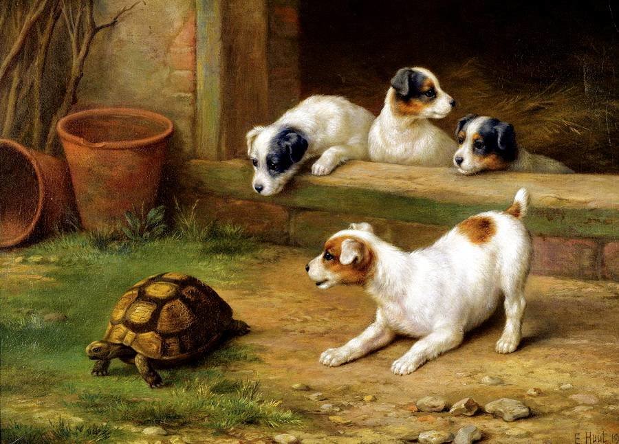 Неожиданная встреча - щенки, сельская местность, черепаха - оригинал