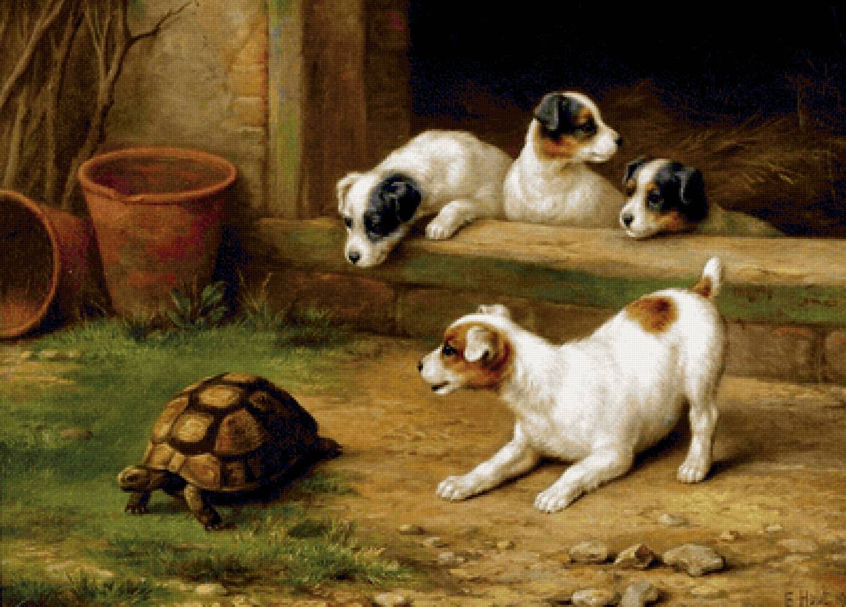 Неожиданная встреча - черепаха, сельская местность, щенки - предпросмотр