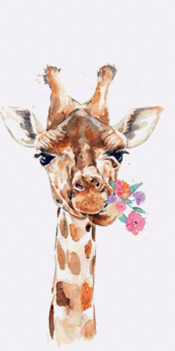 №2417799 - жираф - предпросмотр