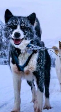 Пёс - пес - оригинал