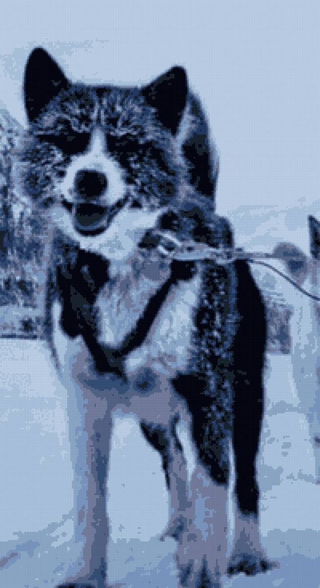 Пёс - пес - предпросмотр