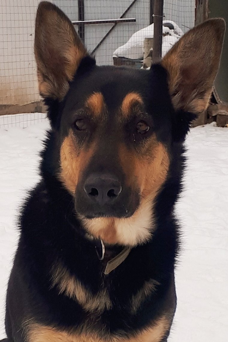 Собака2 - оригинал