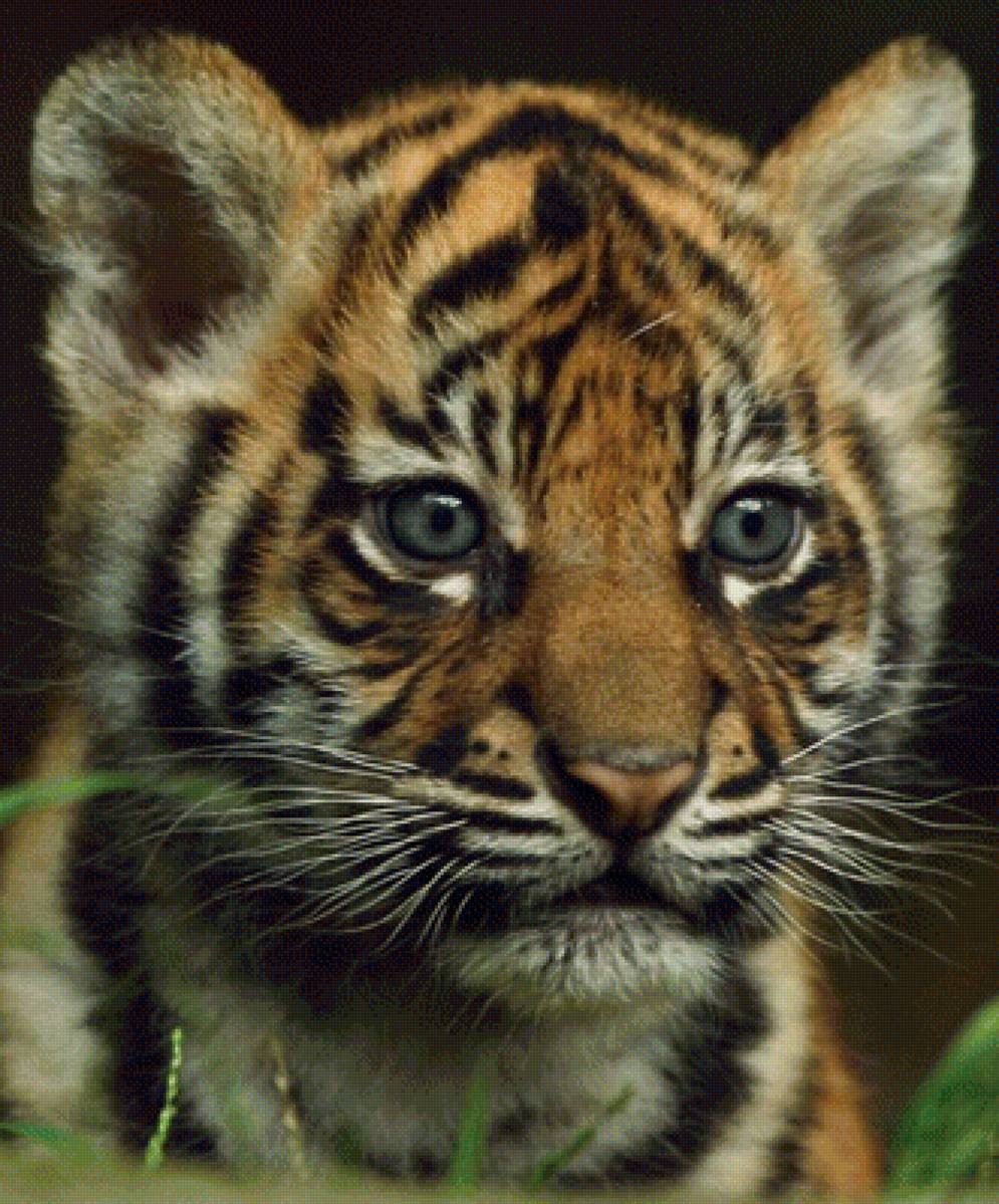 Тигрёнок - предпросмотр