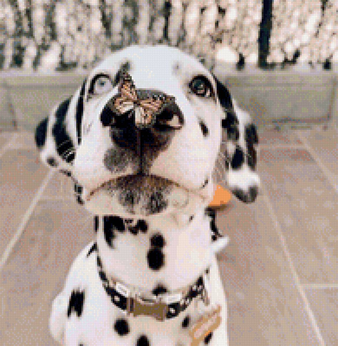 Животные - собака - предпросмотр