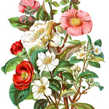 Схема вышивки «шиповник»