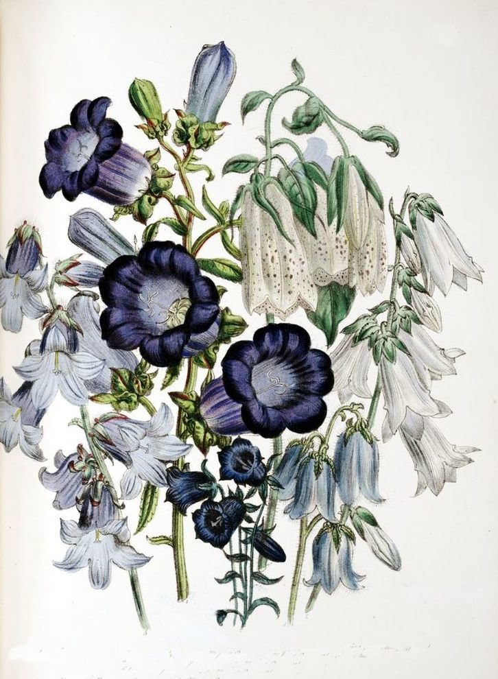 колокольчики - полевые цветы - оригинал