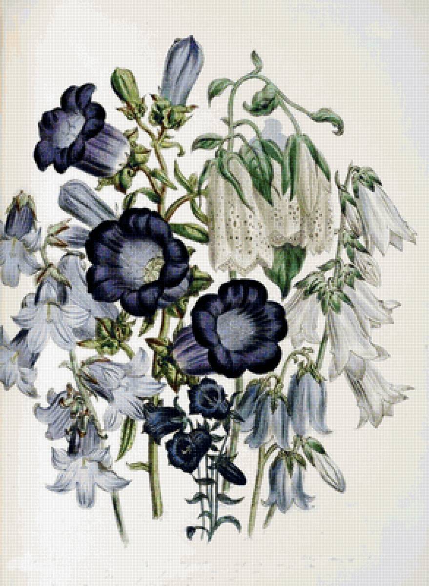 колокольчики - полевые цветы - предпросмотр