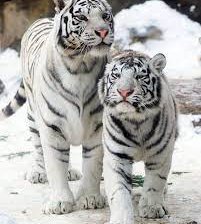 Схема вышивки «№2419659»