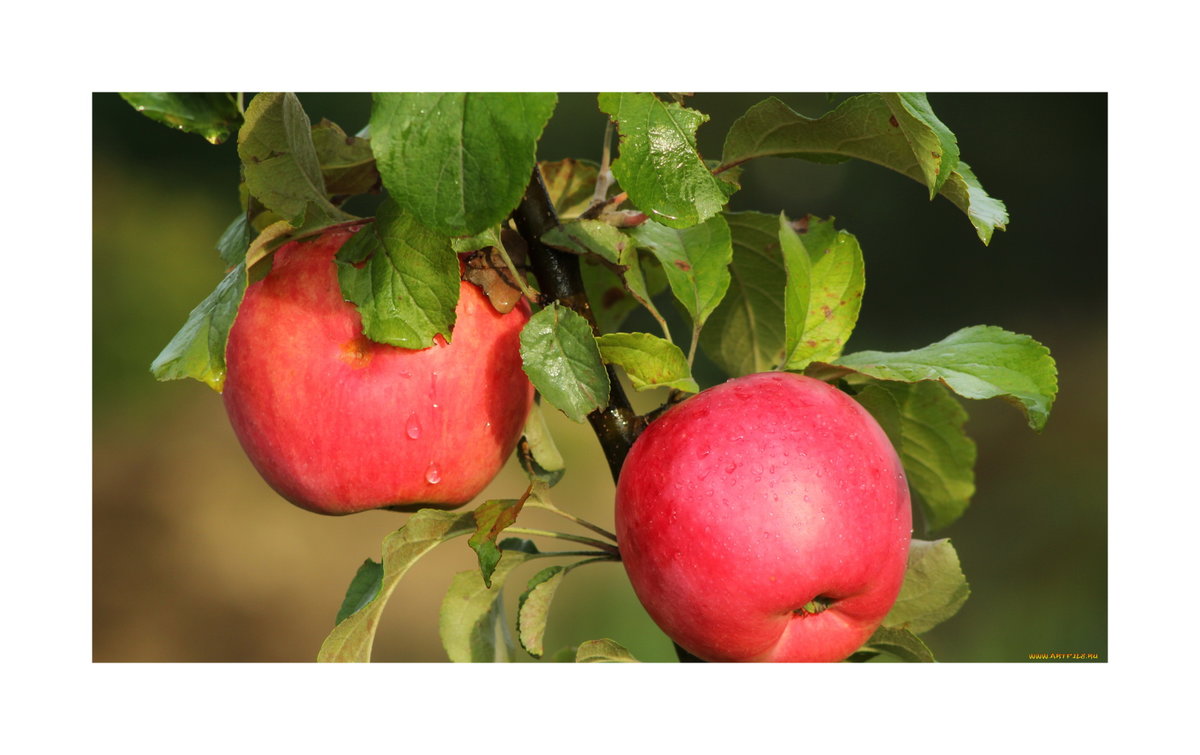 Природа.Яблоки - яблоки, природа, натюрморт - оригинал