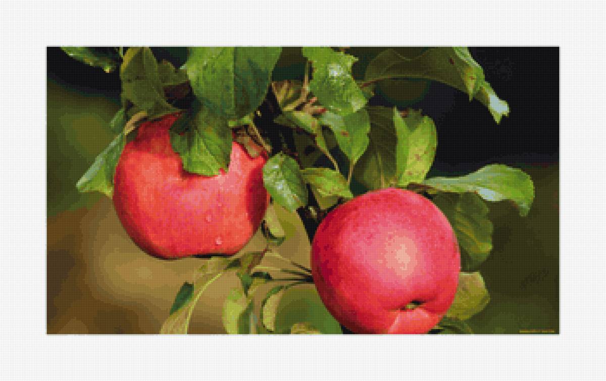 Природа.Яблоки - природа, яблоки, натюрморт - предпросмотр