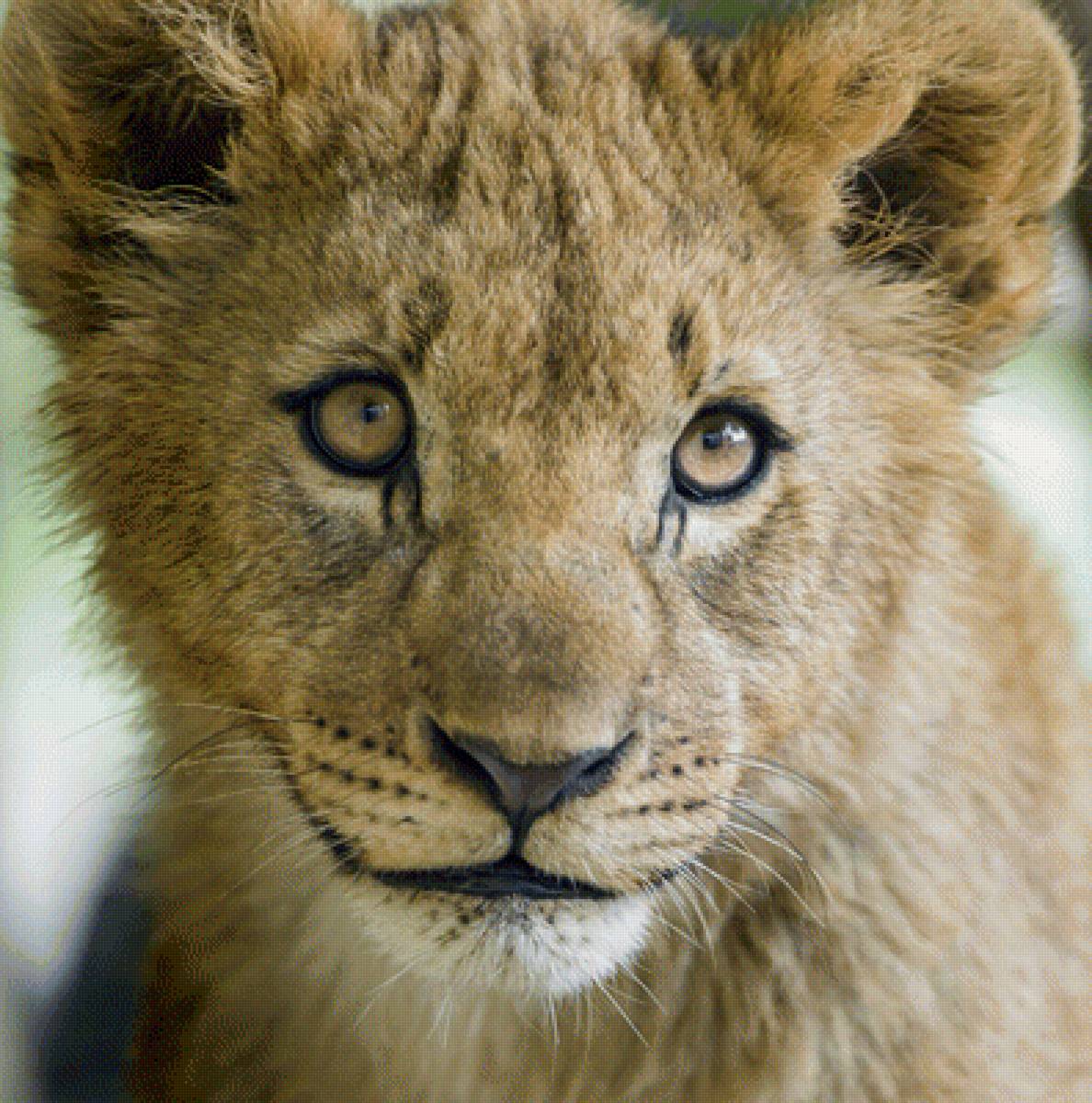 Львёнок - предпросмотр