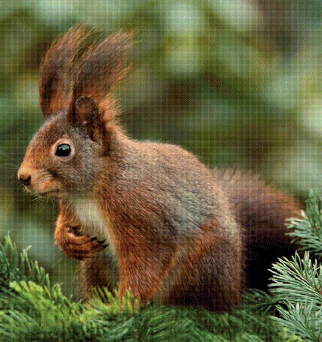 Белочка - предпросмотр