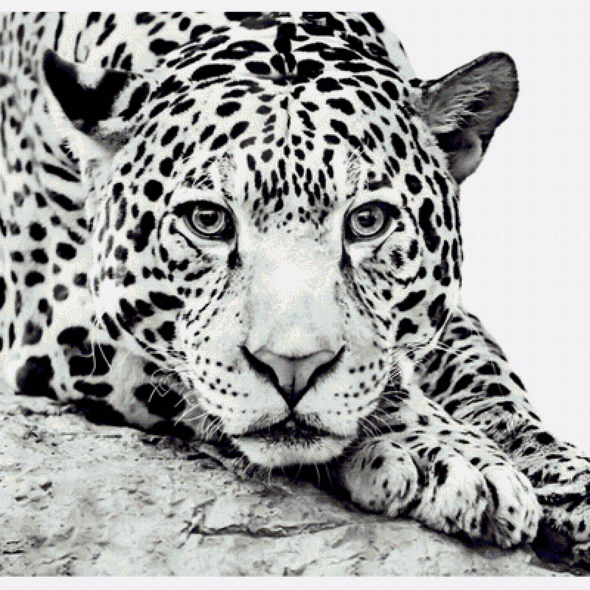 Леопард - леопард - предпросмотр