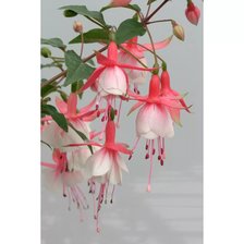 Схема вышивки «фуксия розовая»