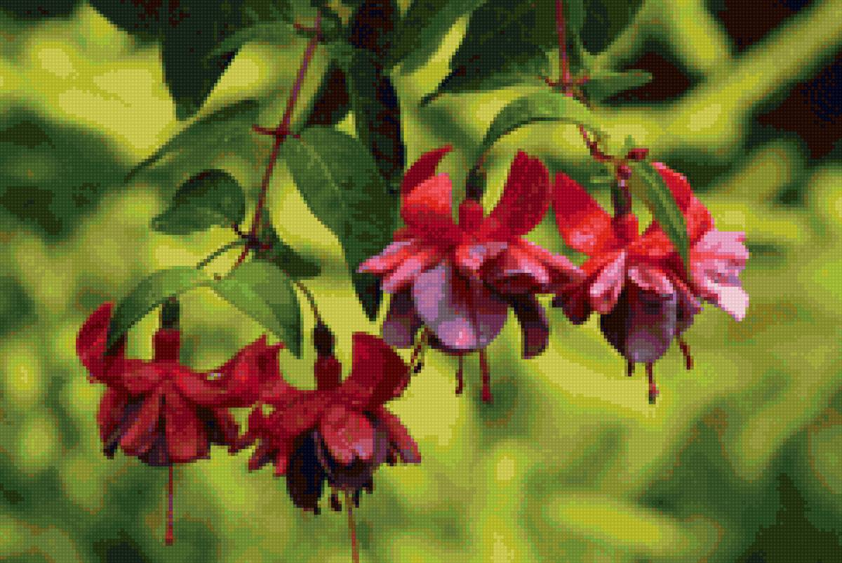 фуксия - цветы - предпросмотр