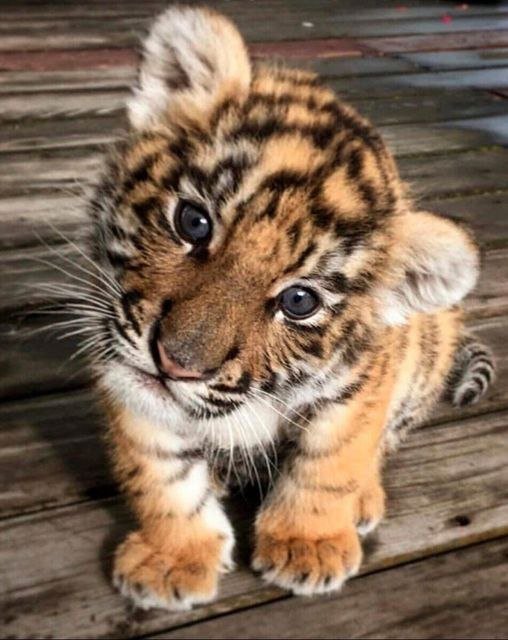 Милаха - тигр, тигренок - оригинал