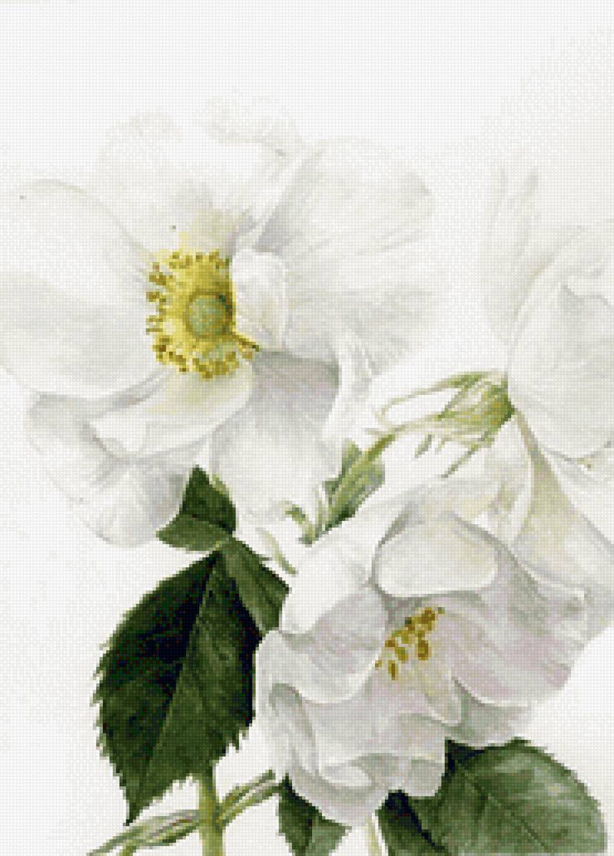 Белый шиповник - шиповник, цветы - предпросмотр