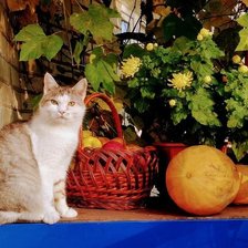 Схема вышивки «№2422798»