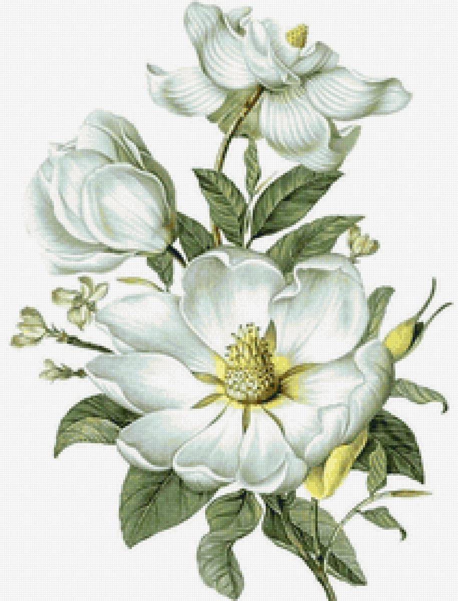 Шиповник - цветы, шиповник - предпросмотр