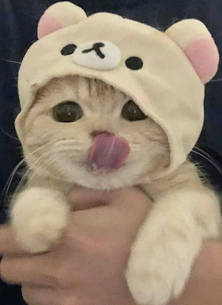Котенок в милой шапке - котенок - оригинал