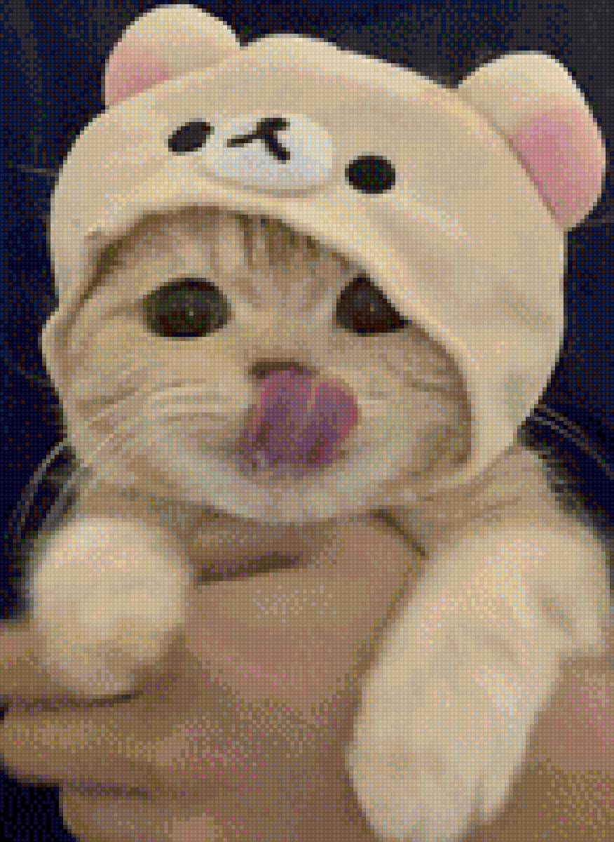 Котенок в милой шапке - котенок - предпросмотр