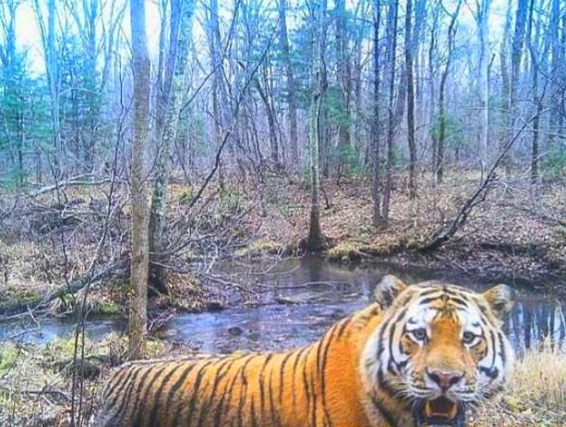 Тигр - амурский, тигр - оригинал