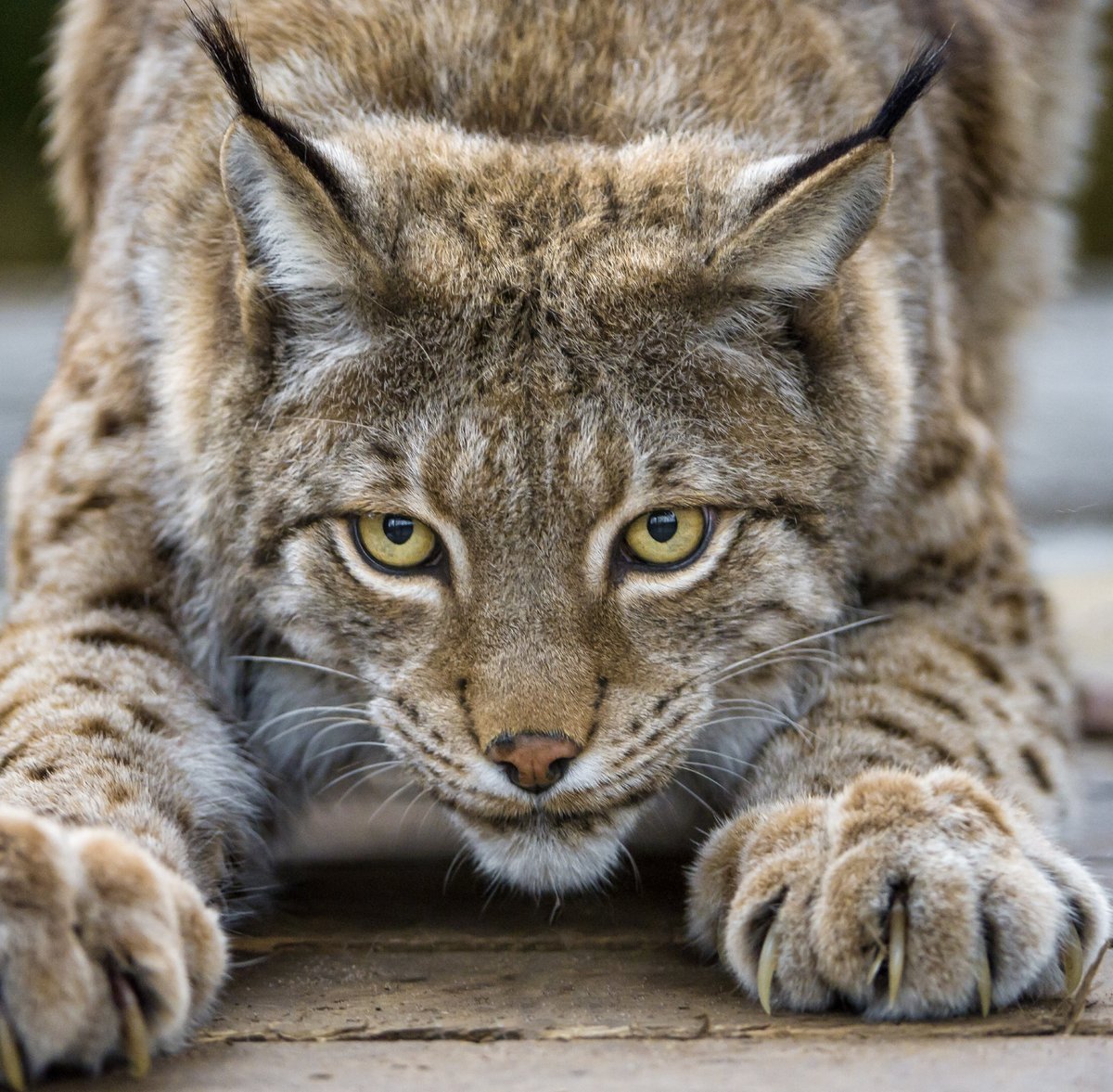 Рысь - оригинал