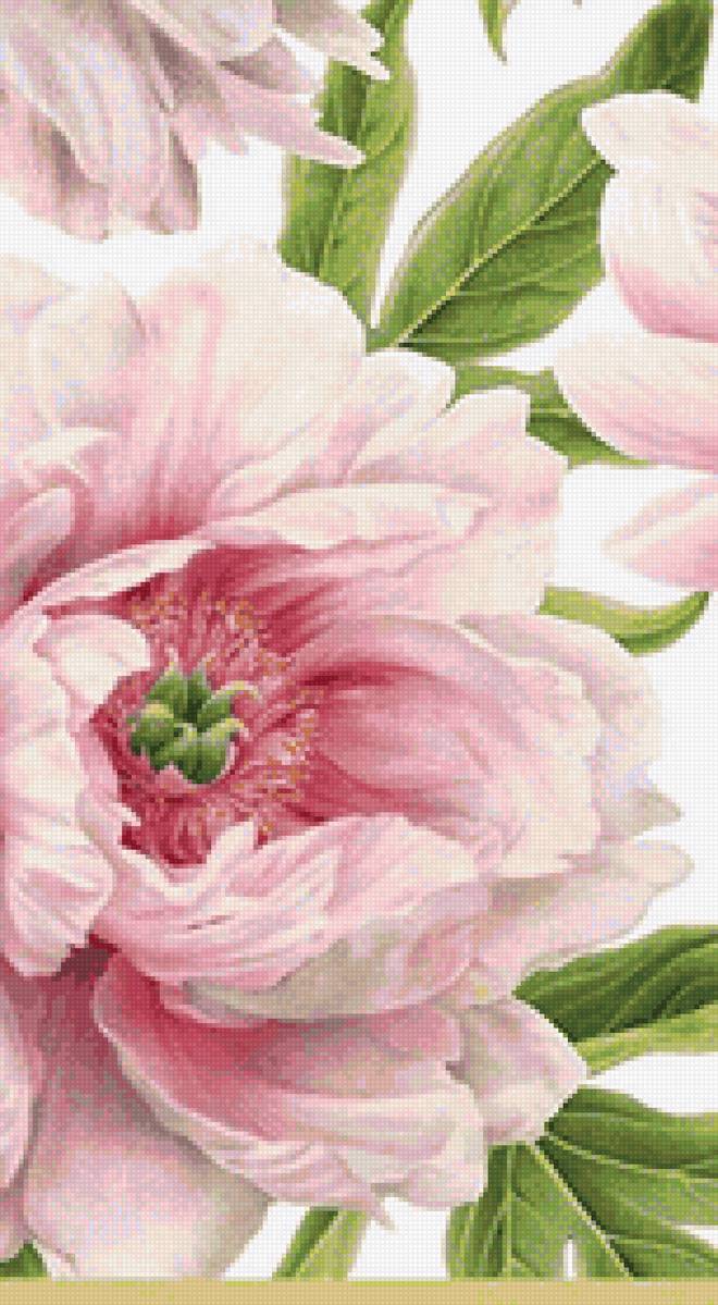 Розовый пион - пион, цветы - предпросмотр